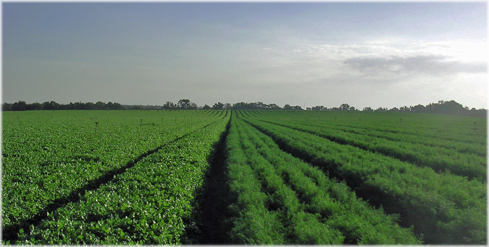 farm field